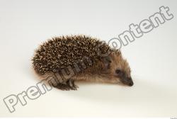  Hedgehog - Erinaceus europaeus #  2